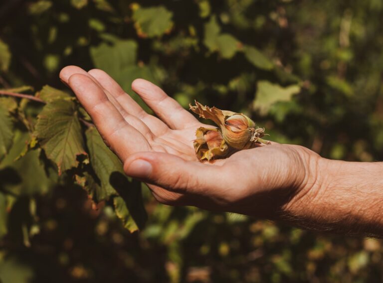 2025-2026 Season Hazelnut Production Forecast Announced