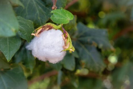 Better Cotton Chain of Custody (CoC)