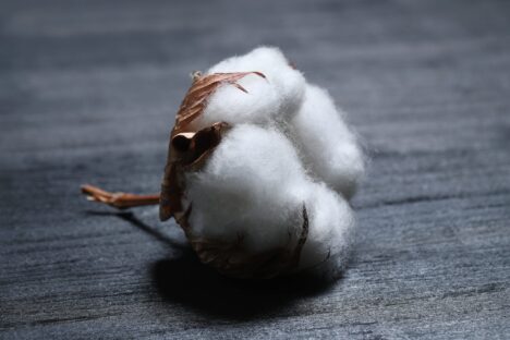 Better Cotton Initiative Supplier Training Programme