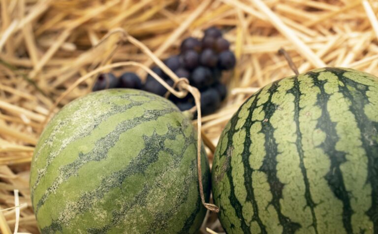 EU Updates Residue Limits for Certain Pesticides