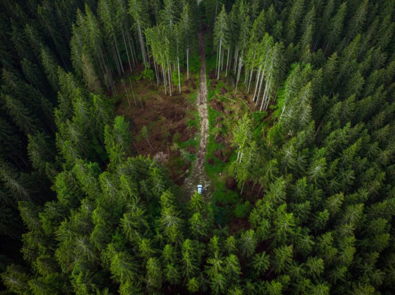 IFS Announces New ‘Deforestation Control’ Tool