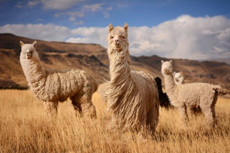 Responsible Alpaca Standard (RAS)