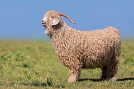 Responsible Mohair Standardı (RMS)