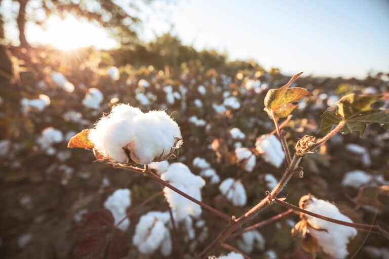 Textile Exchange, Pamuk İçin Yaşam Döngüsü Değerlendirmesi Çalışması Yayımladı